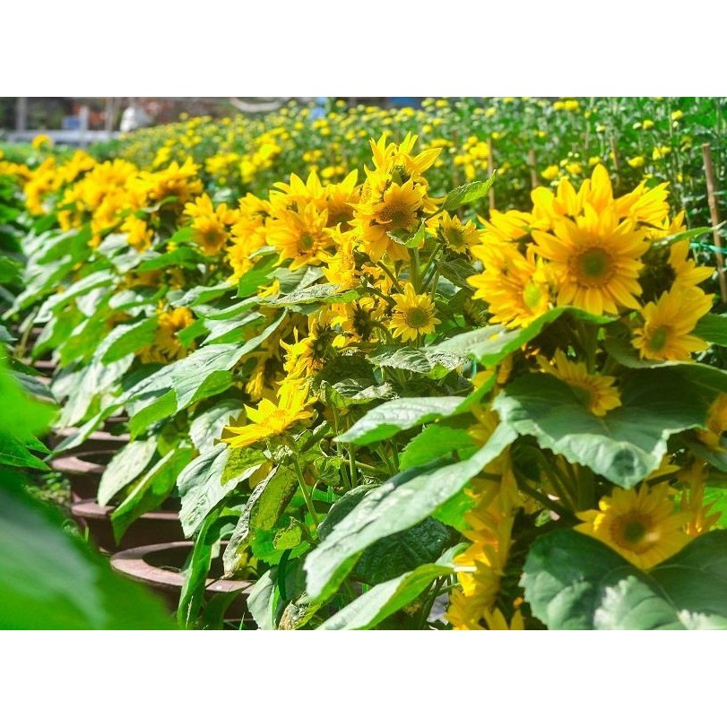 Hạt Giống Hoa Hướng Dương Tháp Vàng Siêu Nhiều Bông  -