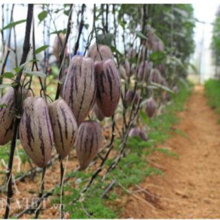 Cây giống dưa Peppino (dưa hấu nam mỹ)