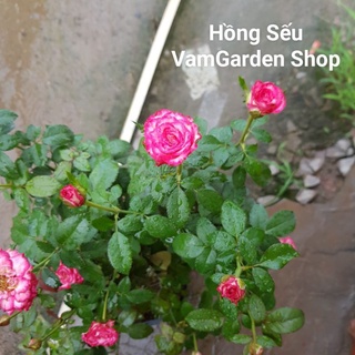 Hoa hồng Sếu VamGarden Shop. Đảm bảo chuẩn giống, sai cây, nhầm cây đền bù 100%