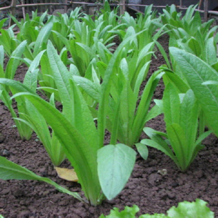 Hạt giống Rau Cải Nhíp - Gói 10 gram