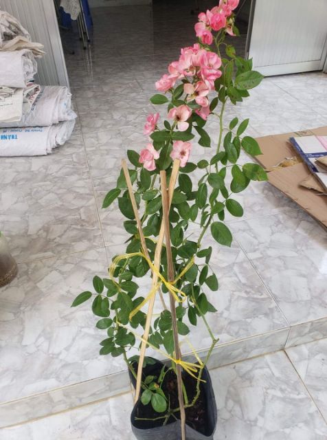 Hồng leo ngoại Angela