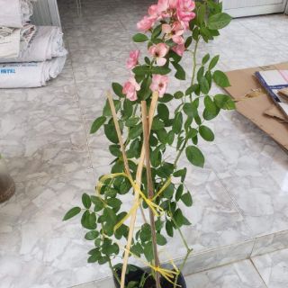Hồng leo ngoại Angela