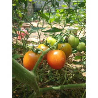 HẠT GIỐNG CÀ CHUA CHERRY ĐỎ F1