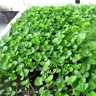 Hạt giống rau má 200 hạt/1 gói
