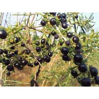 Hắc kỷ tử Tây Tạng hoang dã ( loại 1)