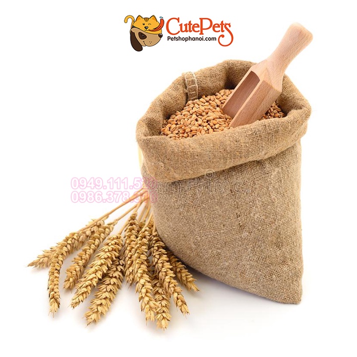 Hạt giống cỏ mèo 100g catnip bổ xung chất xơ và đẩy búi lông ra ngoài - CutePets