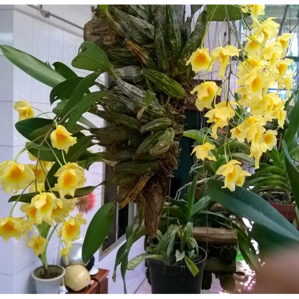 Hoa lan vẩy rồng khóm nhỏ