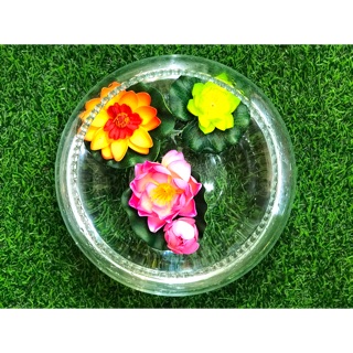 Hoa sen thả nước - hoa thả nước