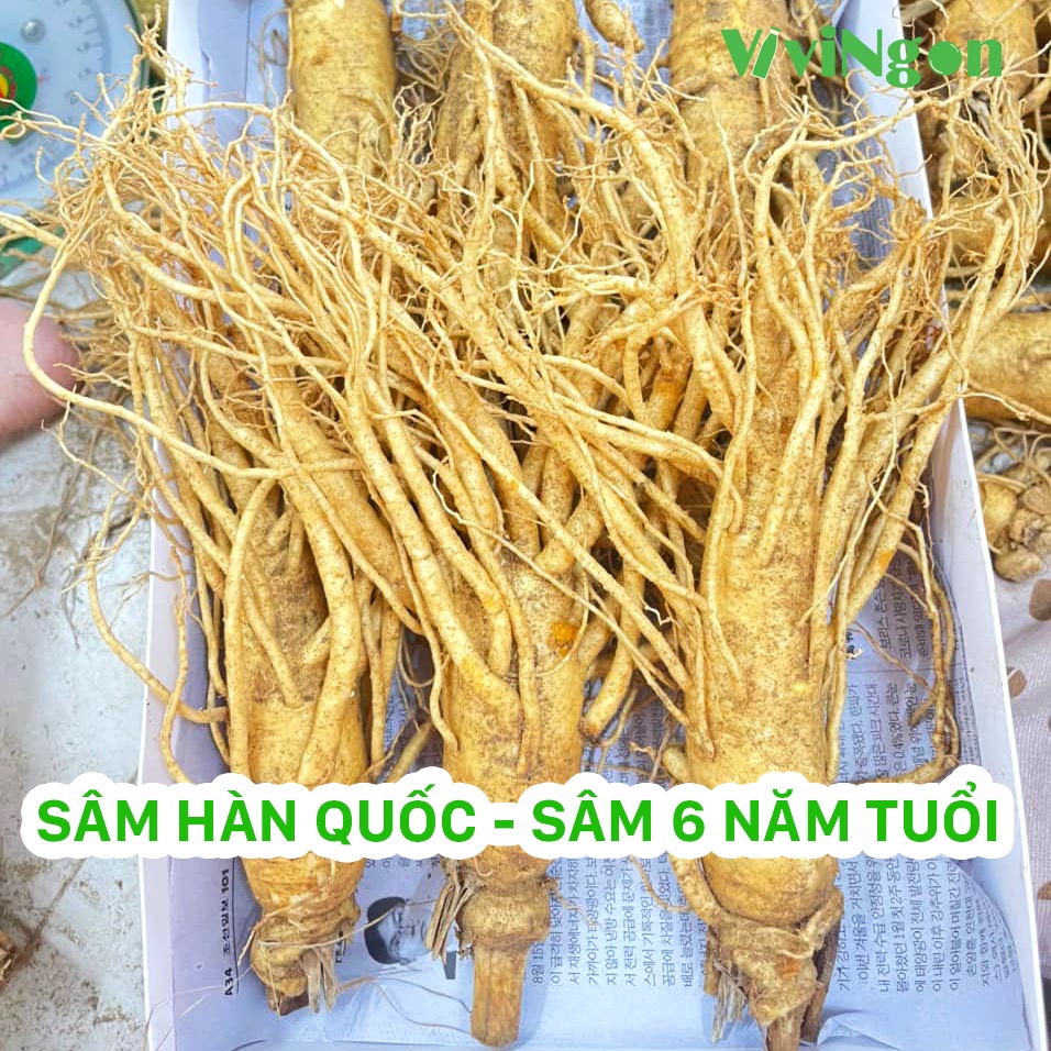 Nhân sâm tươi Hàn quốc cao cấp nhập khẩu – Chuẩn 6 năm tuổi, hộp 1kg -Nhiều size củ khác nhau - Vivingon