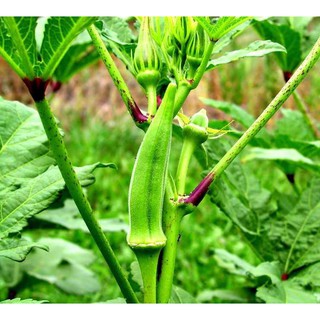 HẠT GIỐNG ĐẬU BẮP XANH