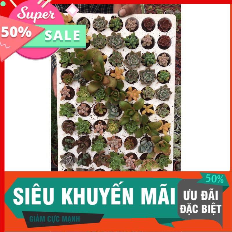 Combo 10 cây sen đá mini mix màu vĩ