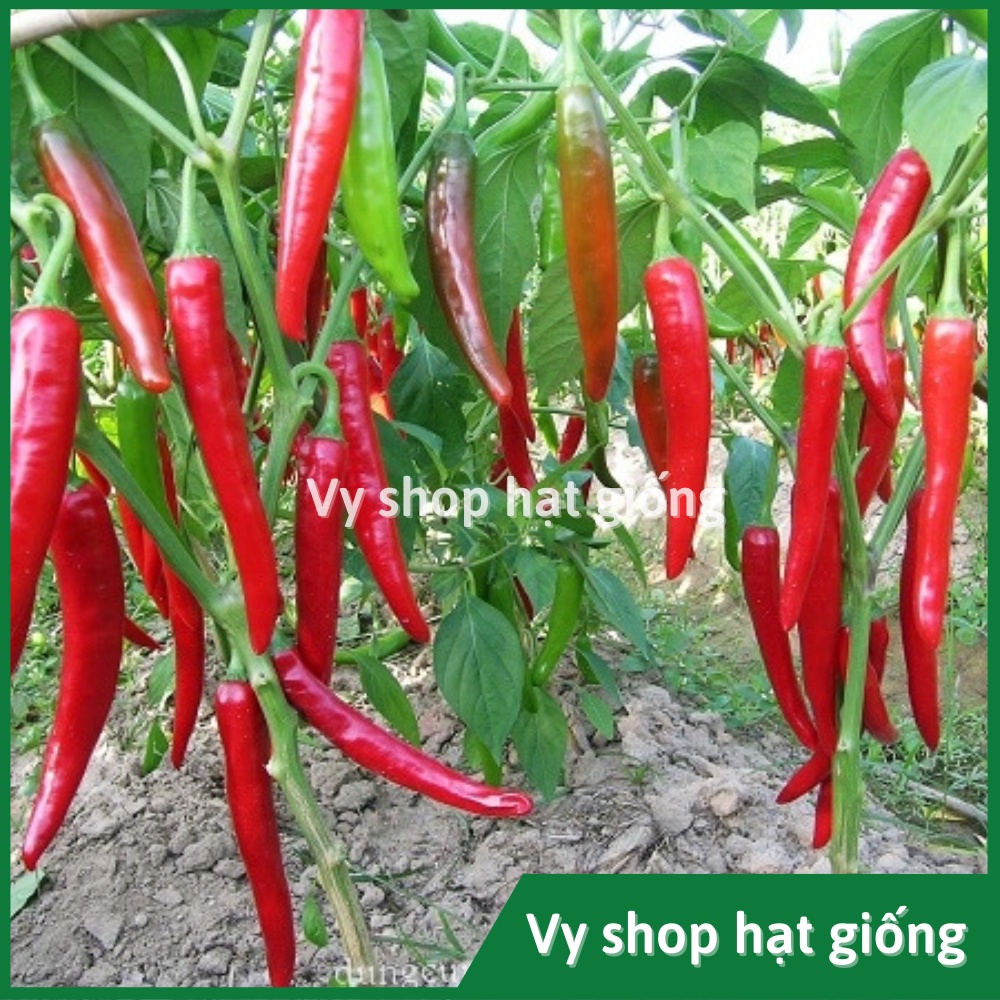 Hạt giống ớt chỉ địa siêu cay Thái Lan gói 200 hạt