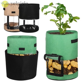 Túi Trong Suốt Đựng Khoai Tây Chiên Quay 360 Độ° Túi Trồng Cây Rau Củ Quả Tiện Dụng