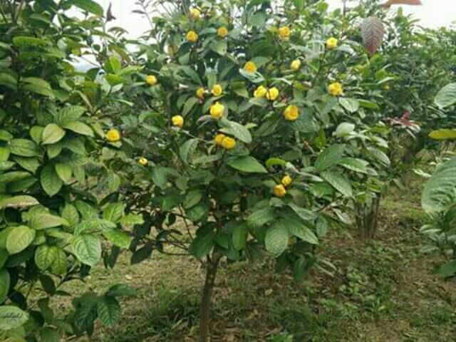 Cây giống Trà Hoa Vàng Ba Chẽ