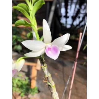 Hoa lan phi điệp - 5ct  bùi việt( vẻ đẹp tinh khiết,cao 15cm)