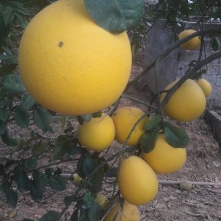 Bưởi diễn ngon cây 14 năm.