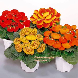 Hạt giống hoa huyền sâm cực đẹp mix màu - lucky. mỗi túi 50 hạt