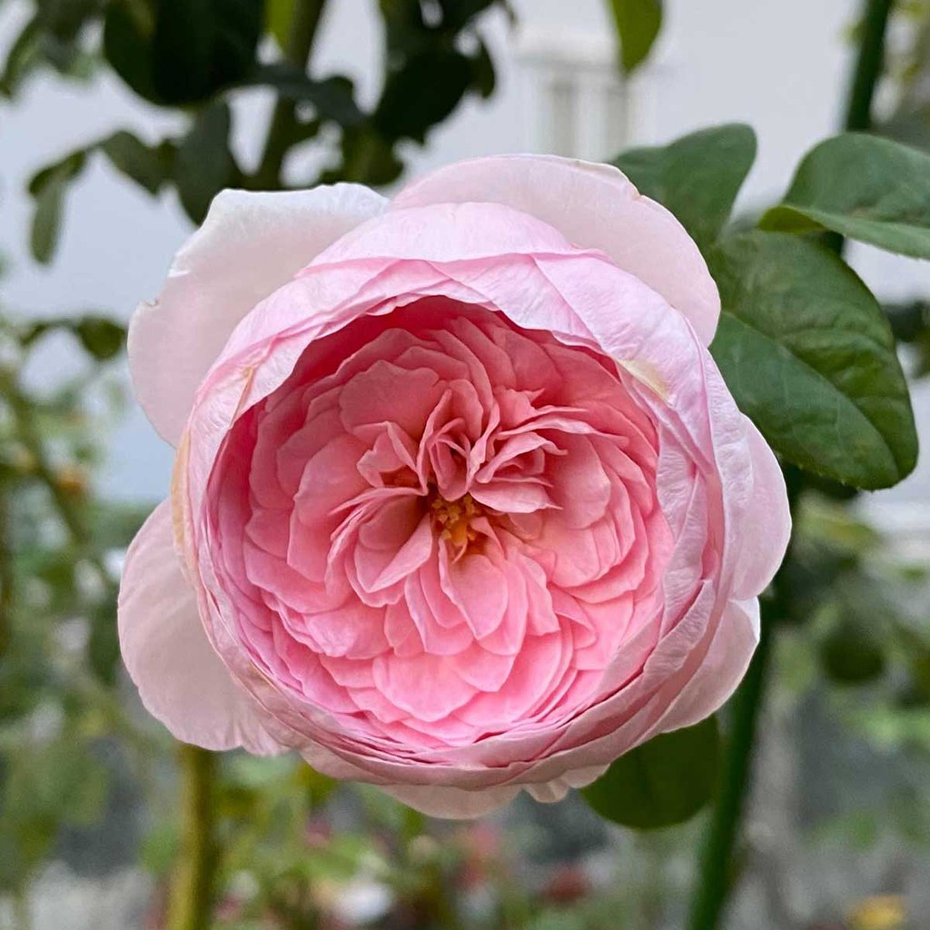10 Hạt Giống Đủ 7 MÀU Hoa Hồng hồng ngoại Aoi Rose Nhật Bản – Phương pháp trồng và chăm sóc