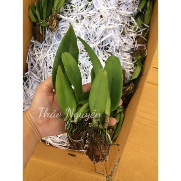 Cattleya Anna Cây Giống Dễ Trồng Hoa Thơm