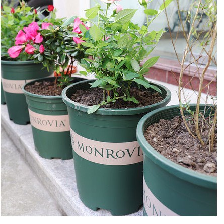 Chậu nhựa trồng cây Monrovia trồng hoa cây cảnh hoa hồng đủ kích thước