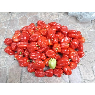 Hạt giống - Hạt ớt Katokkon 15H
