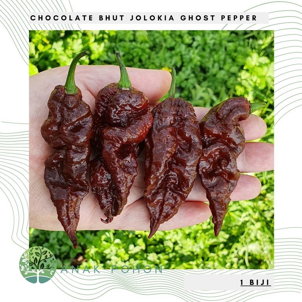 Hạt giống Ớt Socola Bhut Jolokia Choco Socola Ghost Pepper Seeds - NHẬP KHẨU 15h