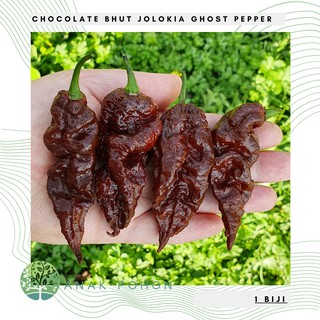 Hạt giống ớt socola bhut jolokia choco socola ghost pepper seeds - nhập khẩu 15h