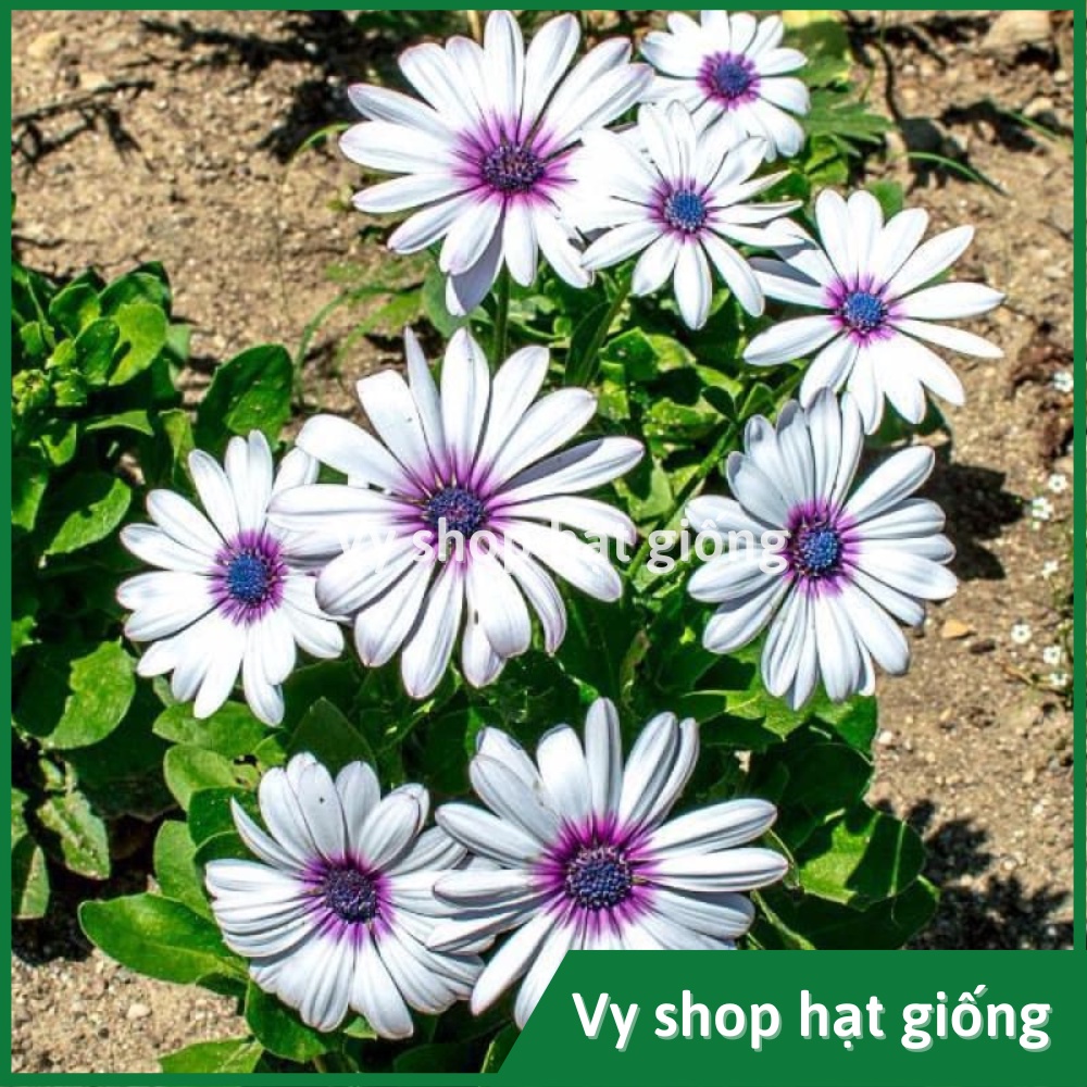 50 hạt giống hoa cúc châu phi