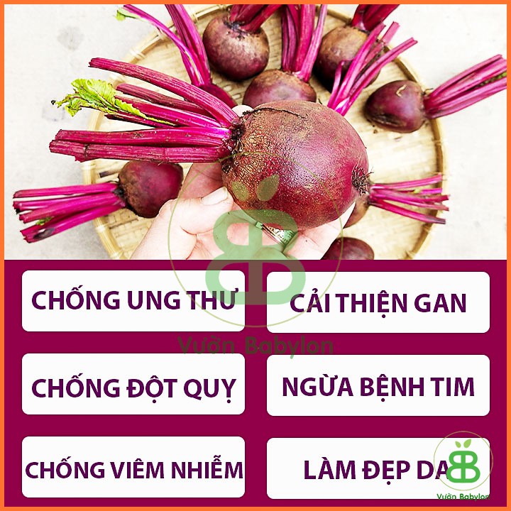 Hạt Giống Củ Dền Đỏ 5Gr Bổ Máu