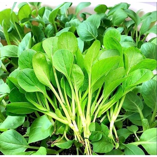 Hạt giống cải bẹ xanh ăn non  - Hạt giống & cây trồng nhà nông
