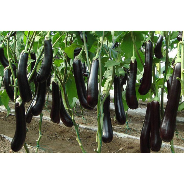 Hạt giống cà tím cơm xanh