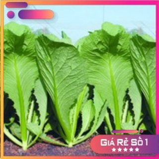 Hạt giống Cải Canh Hongkong (cải bẹ mỡ xanh) Nhập Khẩu - 10gram