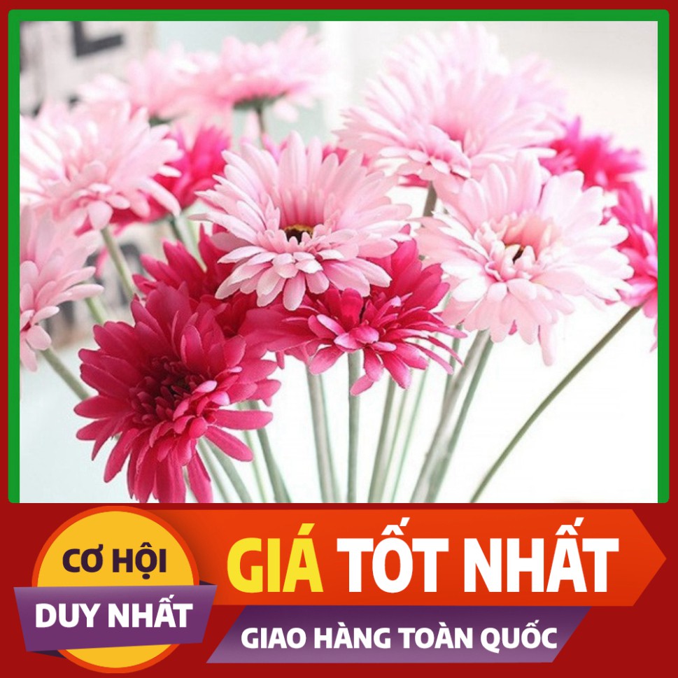Hạt giống Hoa Đồng Tiền
