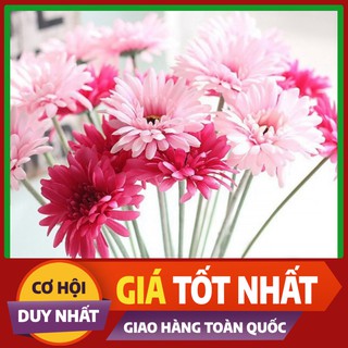 Hạt giống Hoa Đồng Tiền