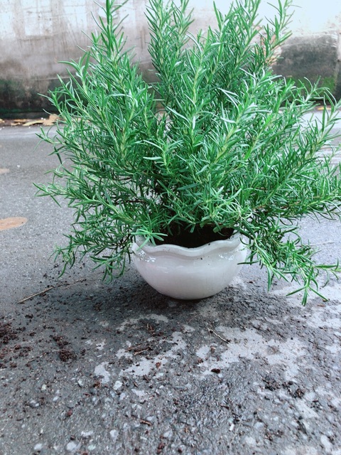 Chậu Hương Thảo Lớn