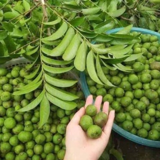 Cây sấu ghép cao 70-90 cm 1 năm ra quả