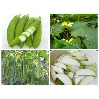 Hạt Giống Mướp Hương HGTG - gói 1g