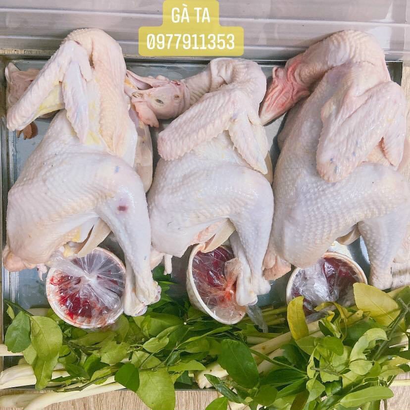 Gà Ta Quảng Ngãi