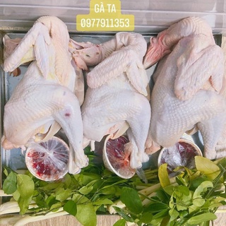 Gà Ta Quảng Ngãi