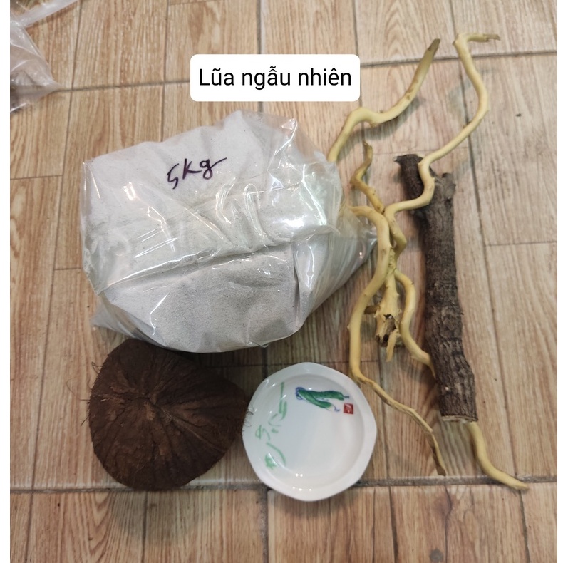 Combo nuôi ốc mượn hồn