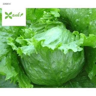 Hạt Giống Xà Lách Cuộn Xanh Siêu Dễ Trồng F1