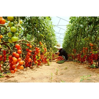 Hạt Giống Cà Chua Chuỗi Ngọc