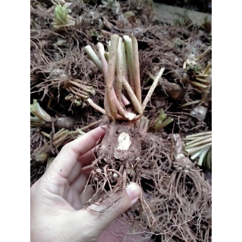 Củ Hoa Huệ Ta, Huệ Trắng Cánh kép Thơm