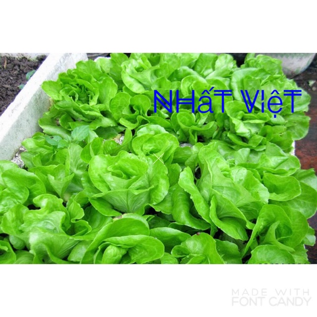Hạt giống rau xà lách 2gr( xà lách đăm)