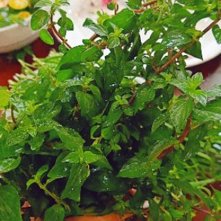 Siro ho thảo mộc quốc dân 🌿🌿