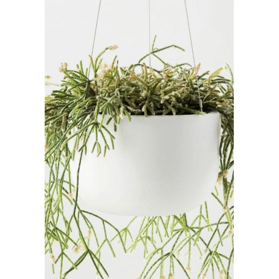 Chậu treo Rhipsalis baccifera- Xương rồng san hô