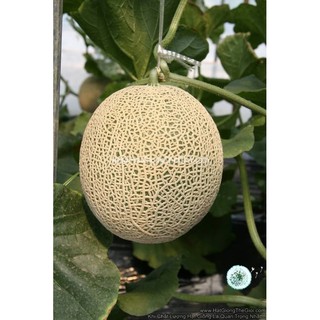 25.HAT Hạt Giống Dưa Lưới Ruột Xanh Vân Dày F1 TG50 (| A2*X55*M225)