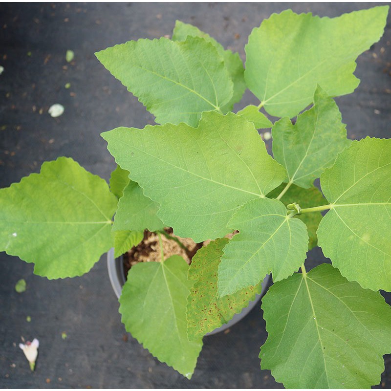 Cây giống Sung Mỹ Purple Jordan - Cây Chiết Khỏe Ra Trái Sau 3 Tháng Trồng