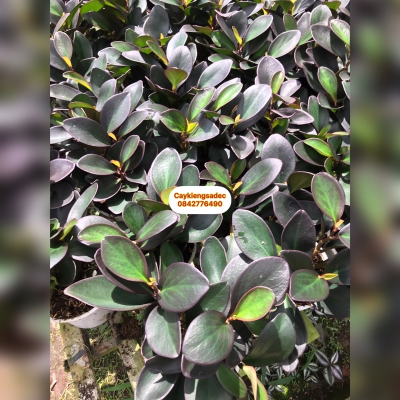 caykiegsadec cây trường sinh tím hạp người mệnh hỏa mệnh thổ.