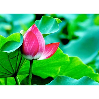 10 Hạt giống Sen Ta (kèm hướng dẫn)